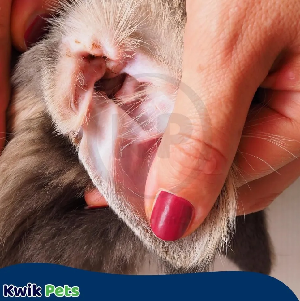 Adams Ear Mite Treatment for Dogs & Cats 0.5-oz