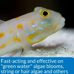 API AlgaeFix Marine Aquarium Algaecide 16-oz