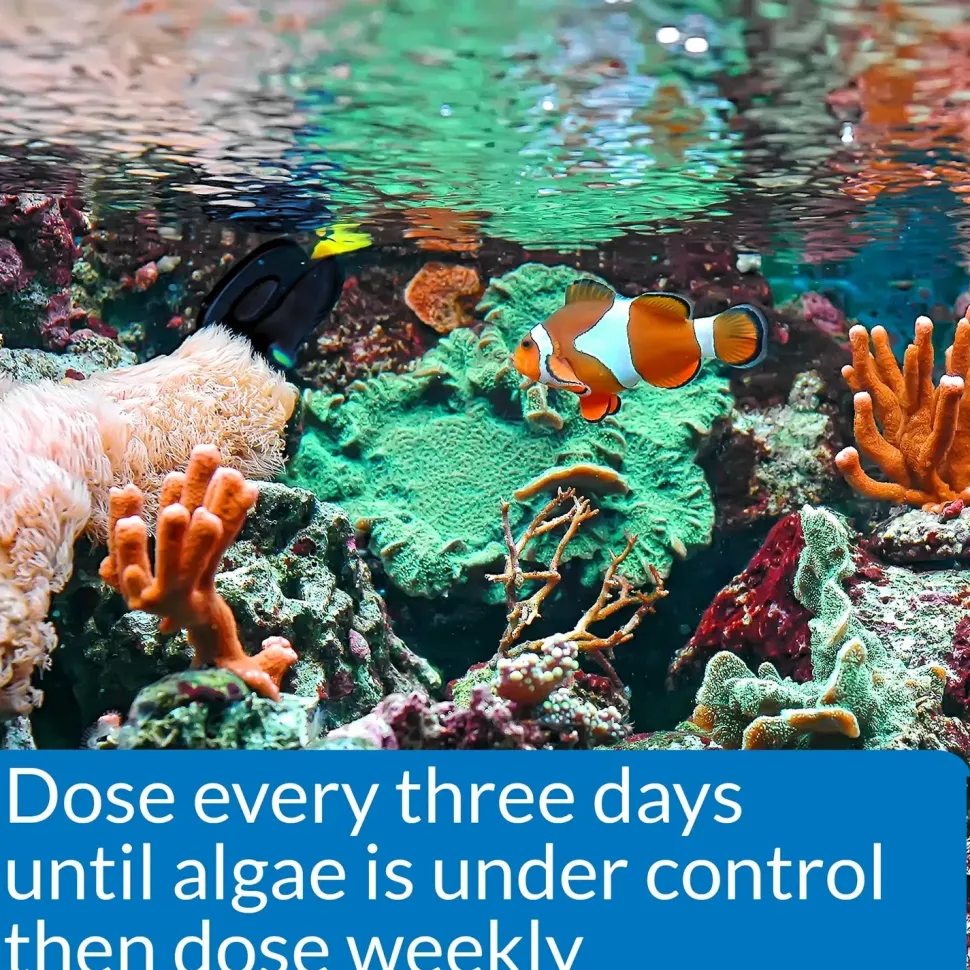 API AlgaeFix Marine Aquarium Algaecide 16-oz