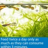 API Tropical Greens Flakes Algae & Plant Eating Fish Food 2.1-oz
