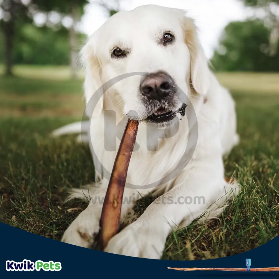 Barkworthies Odor-Free Cane Bully Sticks Dog Treat