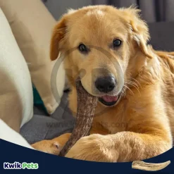 Barkworthies Whole Elk Antler Dog Chew for Large Breed Dogs
