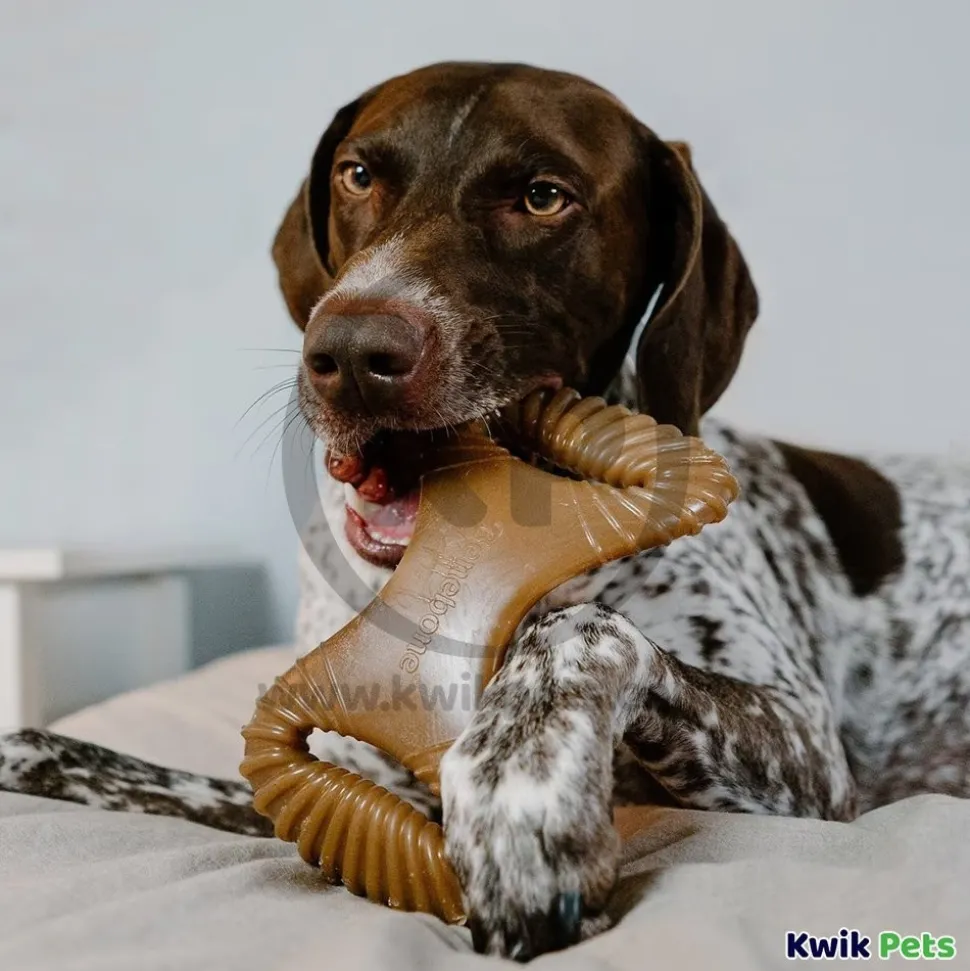 Benebone Dental Chew Dog Toy Bacon Medium