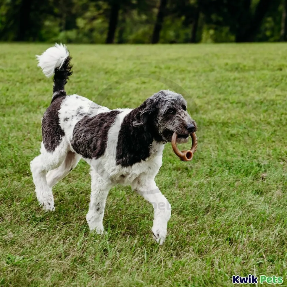 Benebone Ring Dog Chew Toy Bacon Large