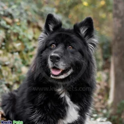 Bio-Groom Ultra Black Color Enhancing Dog Shampoo 12-oz