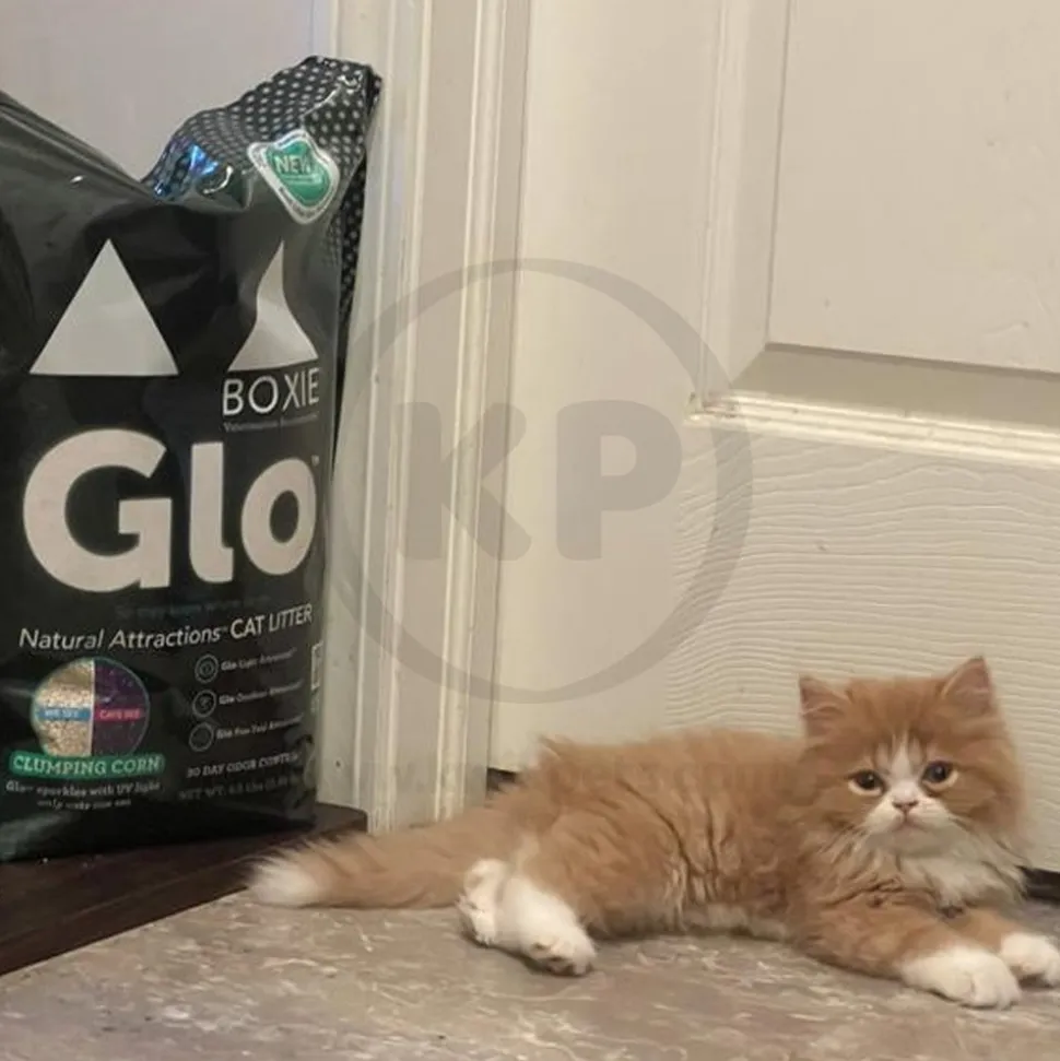 Boxiecat Glo Natural Attractions Clumping Corn Cat Litter 6.5-lb