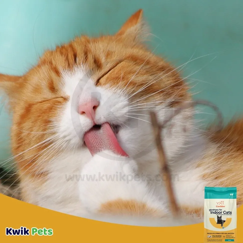 CANIDAE PURE Goodness for Indoor Cats Adult Dry Cat Food Real Whitefish 10-lb