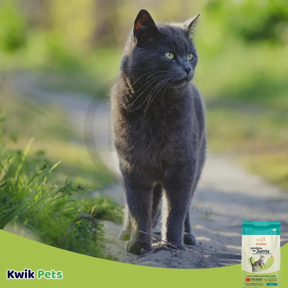 CANIDAE PURE Goodness for Joints Adult Dry Cat Food Salmon 5-lb