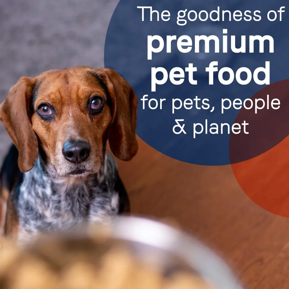 CANIDAE PURE Grain-Free Limited Ingredient Canned Dog Food Salmon & Sweet Potato 13-oz