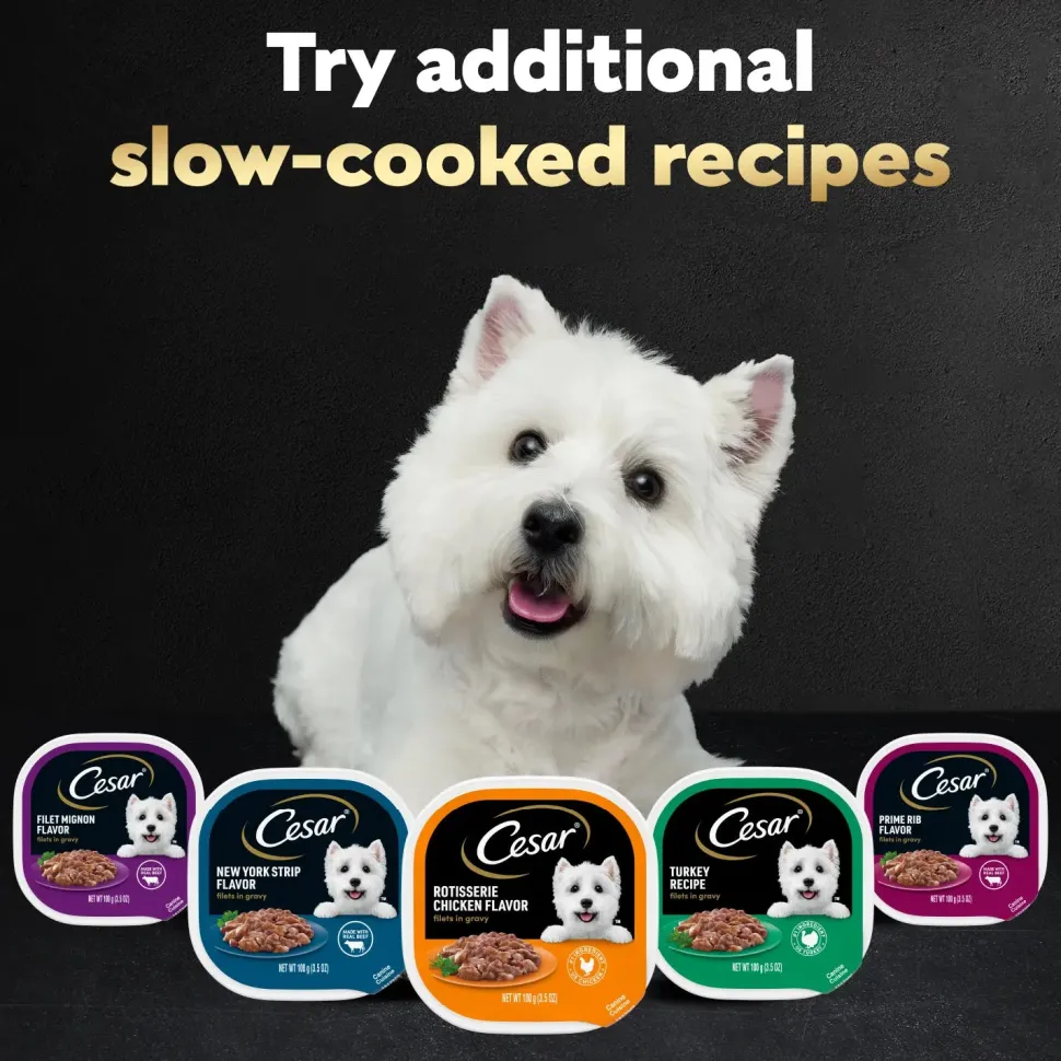 Cesar Filets in Gravy Adult Wet Dog Food Prime Rib 3.5-oz