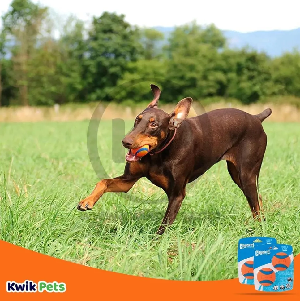 Chuckit! Ultra Ball Dog Toy Blue/Orange Medium 2 Pack of 2 Count
