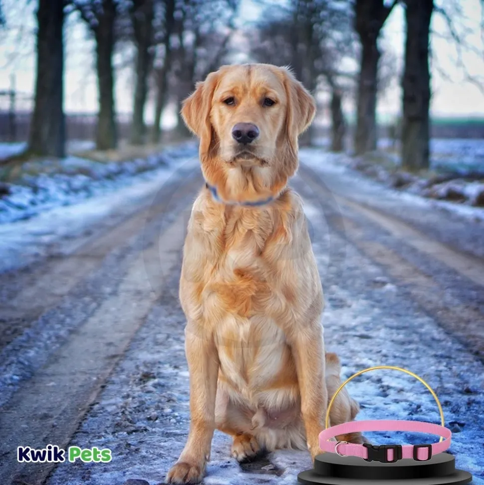 Coastal Adjustable Nylon Dog Collar with Plastic Buckle Bright Pink 3/8 in X 8-12 in