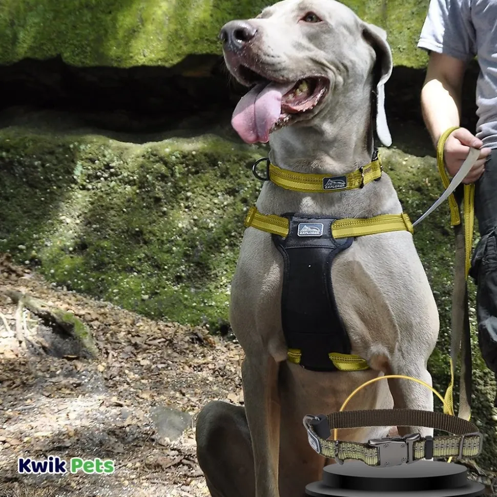 Coastal K9 Explorer Reflective Adjustable Dog Collar Fern 1 in x 12-18 in