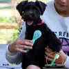 Coastal Lil Pals Double-Sided Dog Comb Blue Green One Size