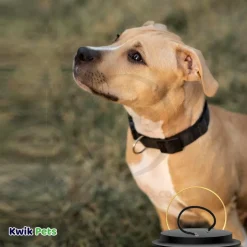 Coastal Round Nylon Training Dog Collar Black 3/8 in X 22 in