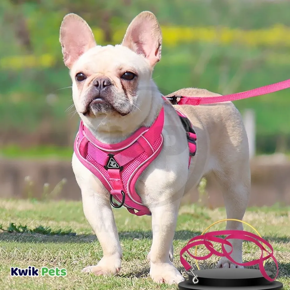 Coastal Single-Ply Nylon Dog Leash Pink Flamingo 1 in X 6 ft