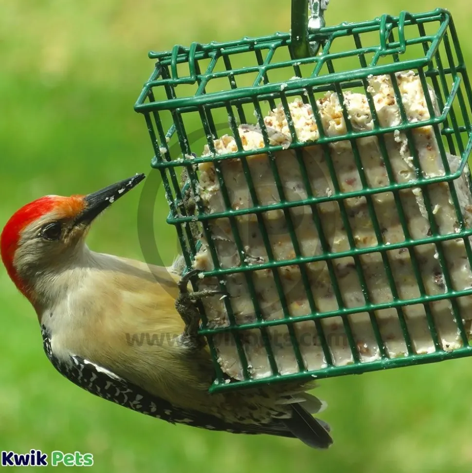 C&S High Energy Suet Treat for Wild Birds 11.75-oz