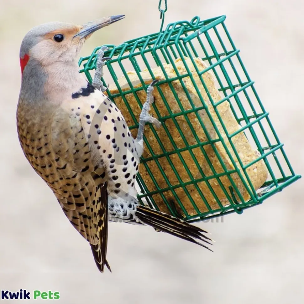 C&S Peanut Delight No Melt Suet Dough for Wild Birds 11.75-oz