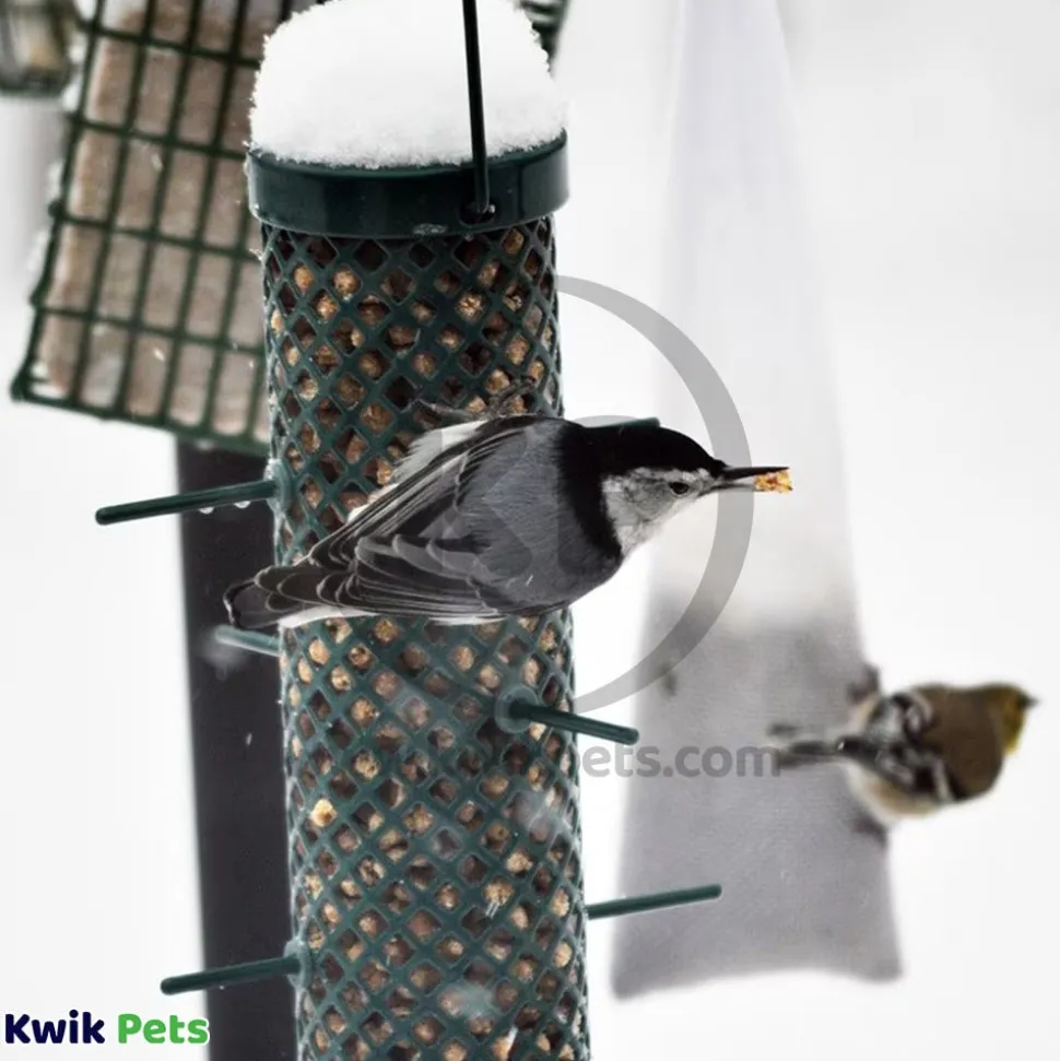 C&S Sunflower Suet Nuggets for Wild Birds 27-oz
