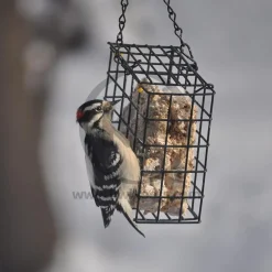 C&S Woodpecker Delight No Melt Suet Dough for Wild Birds 11.75-oz