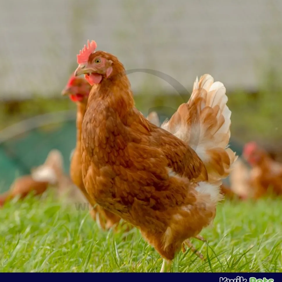 Durvet Layer Boost with Omega-3 for Layer Chickens 4 gram