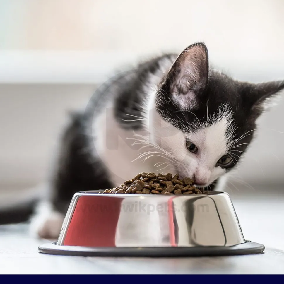 Durvet Wormeze Dewormer Liquid for Cats & Kittens 4-oz