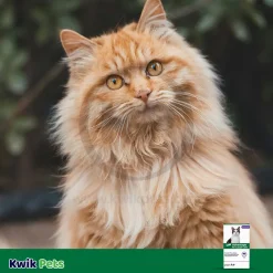 Elanco Advantage 2-Month Supply Topical Flea Treatment for Large Cats Over 9 lbs