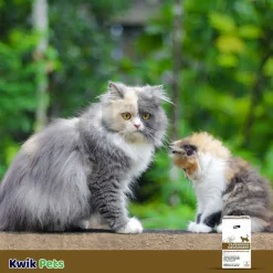 Elanco Tapeworm Dewormer (praziquantel tablets) for Cats & Kittens 3 Count