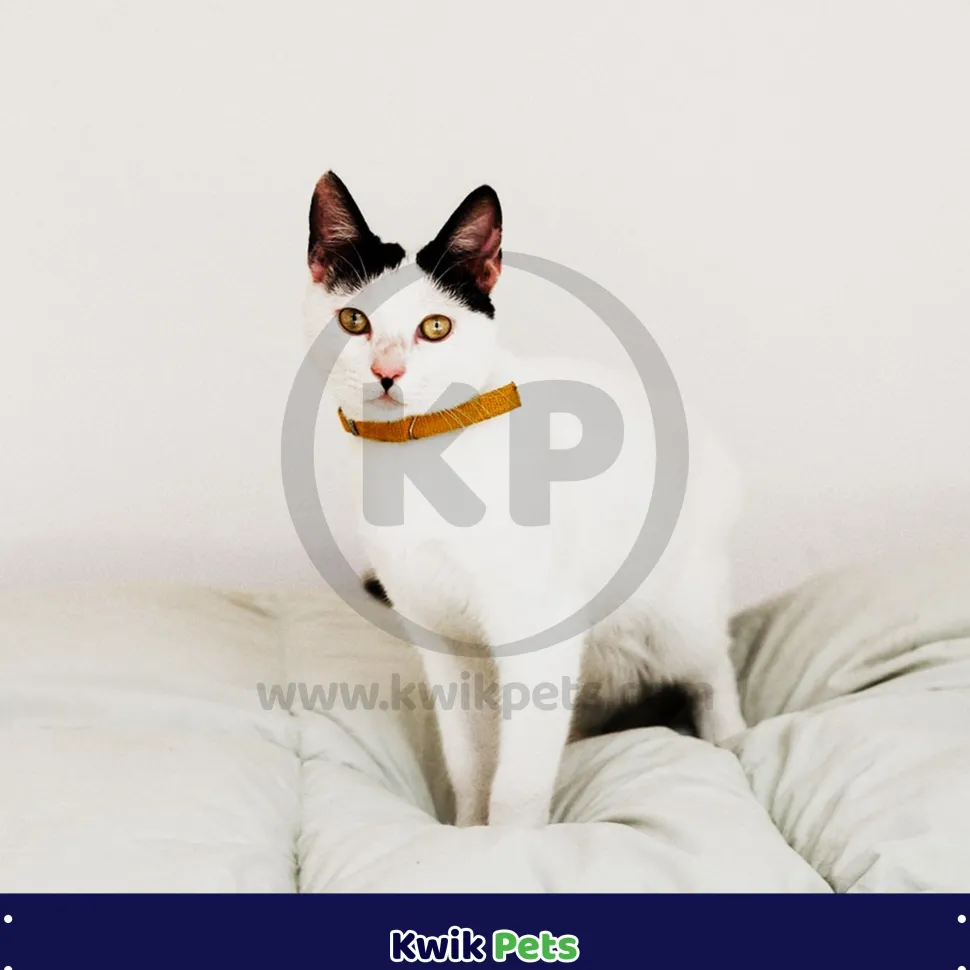 Elasta Cat Reflective Safety Stretch Collar with Reflective Charm Yellow 3/8 In X 10 in