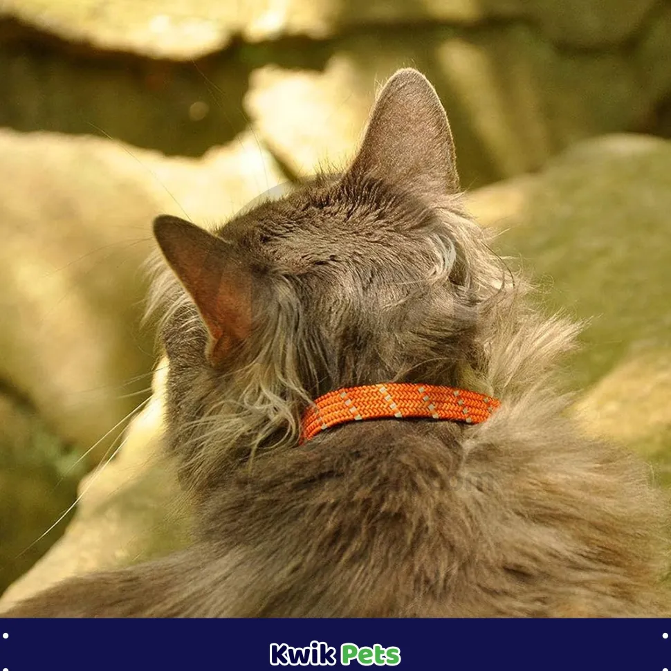 Elasta Cat Reflective Safety Stretch Collar with Reflective Charm Orange, 3/8 In X 10 in