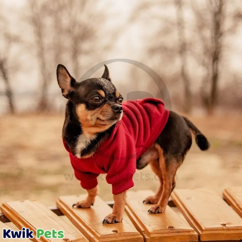 Fashion Pet Cosmo Vest w/Hood Red XL