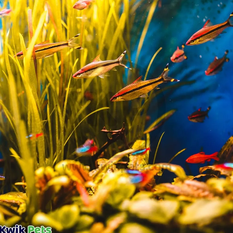 Fritz Maracyn Two Bacterial Infection Treatment for Freshwater & Saltwater Aquarium Fish 10 Count