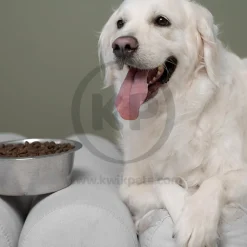 Givepet Campfire Feast Grain-Free Premium Dog Treats Salmon Sweet Potato & Blueberry 9.5-lb Bulk