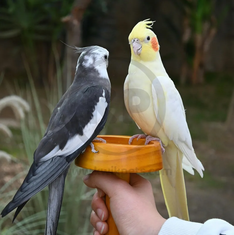 Higgins inTune Harmony Conure & Cockatiel Bird Food 2-lb