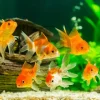 Hikari USA Goldfish Staple Floating Baby Pellets Fish Food 3.5-oz