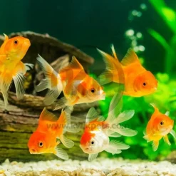 Hikari USA Goldfish Staple Floating Baby Pellets Fish Food 3.5-oz