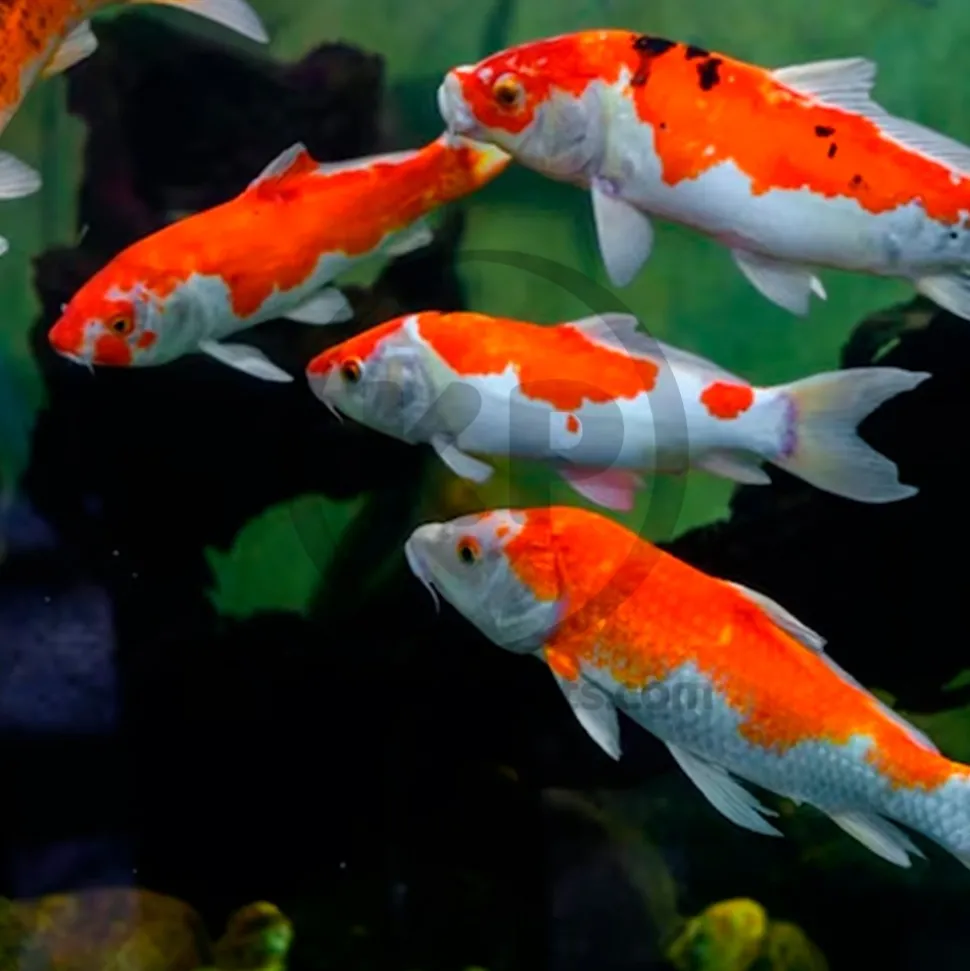 Hikari USA Wheat-Germ Floating Large Pellets Fish Food for Koi Goldfish & Other Pond Fishes 11-lb