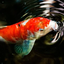 Hikari USA Wheat-Germ Floating Medium Pellet Fish Food for Koi Goldfish & Other Pond Fishes 4.4-lb