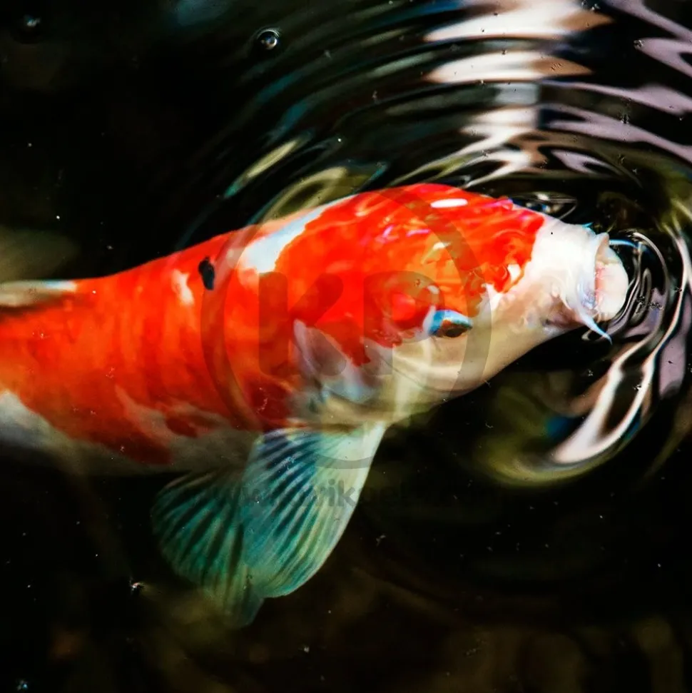 Hikari USA Wheat-Germ Floating Medium Pellet Fish Food for Koi Goldfish & Other Pond Fishes 4.4-lb