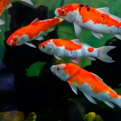 Hikari USA Wheat-Germ Floating Medium Pellet Fish Food for Koi Goldfish & Other Pond Fishes 17.6-oz