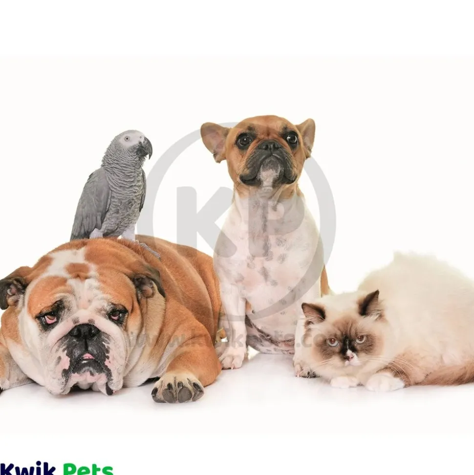 HomeoPet Anxiety Relief Calming Supplements for All Pets 15 ml