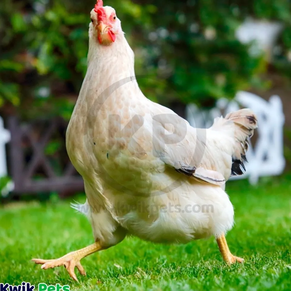 HomeoPet Avian WRM Clear Dewormer for Birds 15-ml