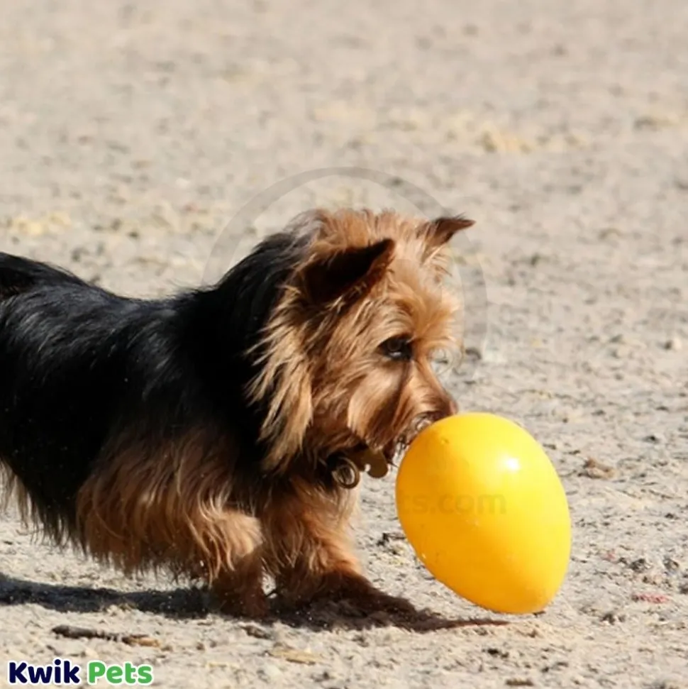 Jolly Pet Egg Hard Plastic Dog Toy Yellow Large 12-in