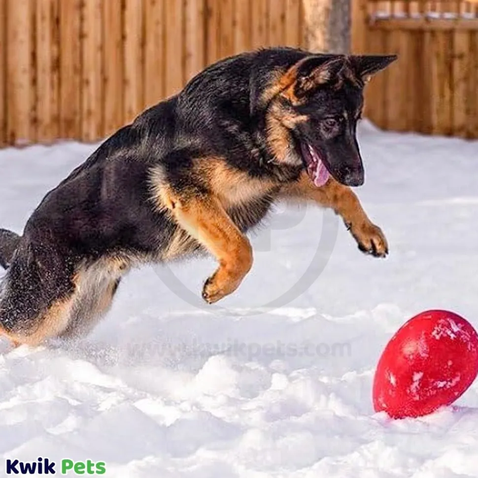 Jolly Pet Egg Hard Plastic Dog Toy Red Small 8-in