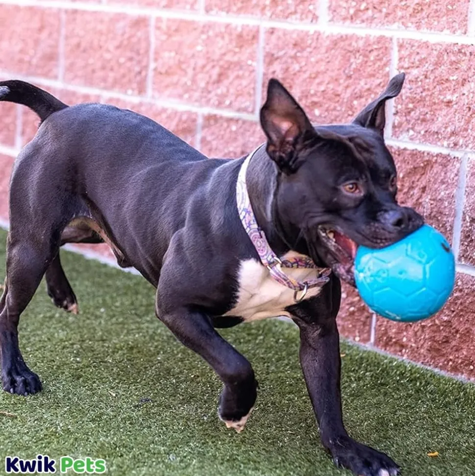 Jolly Pet Soccer Ball Boxed Dog Toy Blue Small 5.5-in