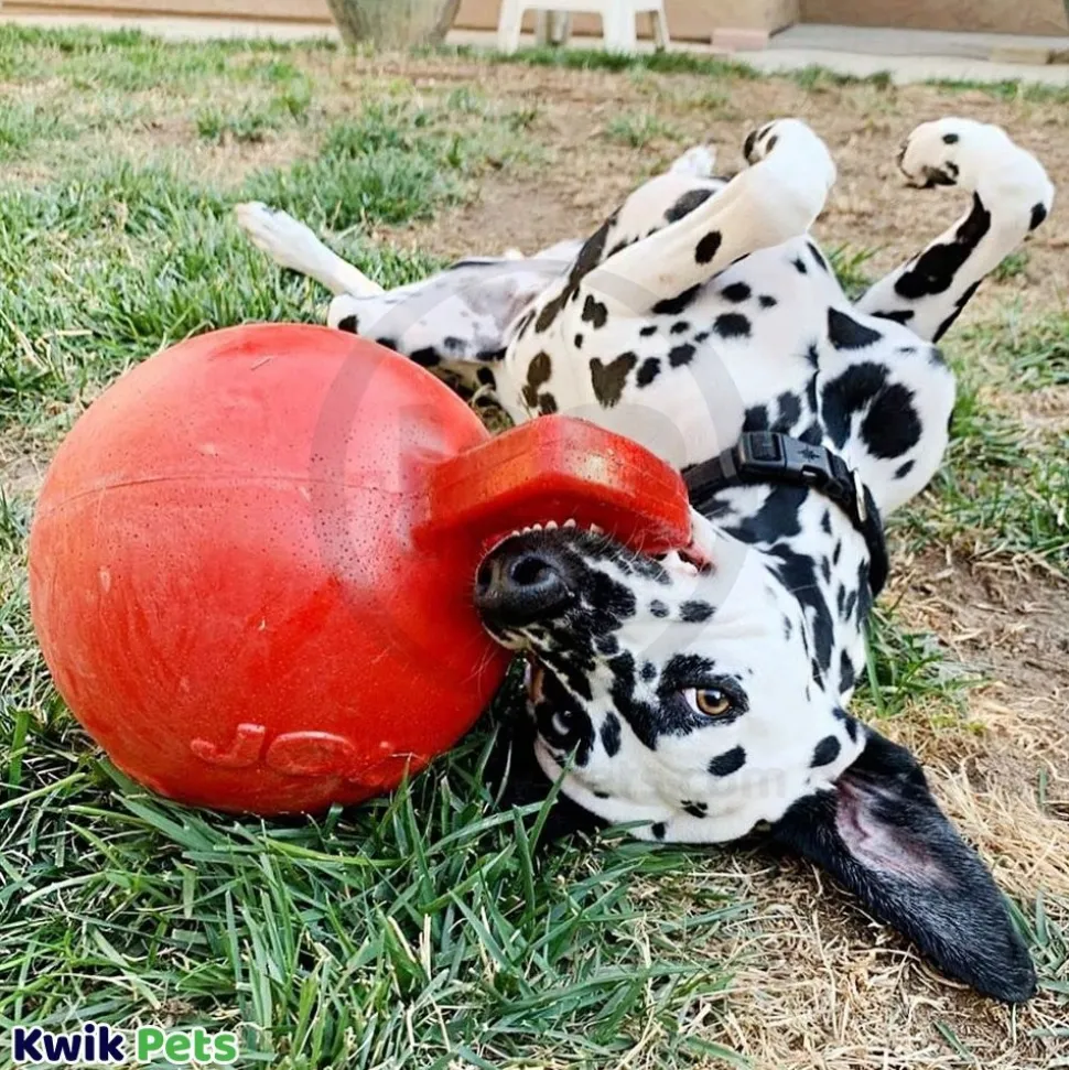 Jolly Pet Tug-n-Toss Mini Dog Toy Red Large 4-in