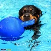 Jolly Pet Tug-n-Toss Mini Dog Toy Blue Small 3-in