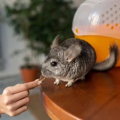 Kaytee Apple Slices Combo Chews for Small Animals 3 Count