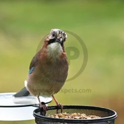 Kaytee Basic Blend Wild Bird Food 5-lb