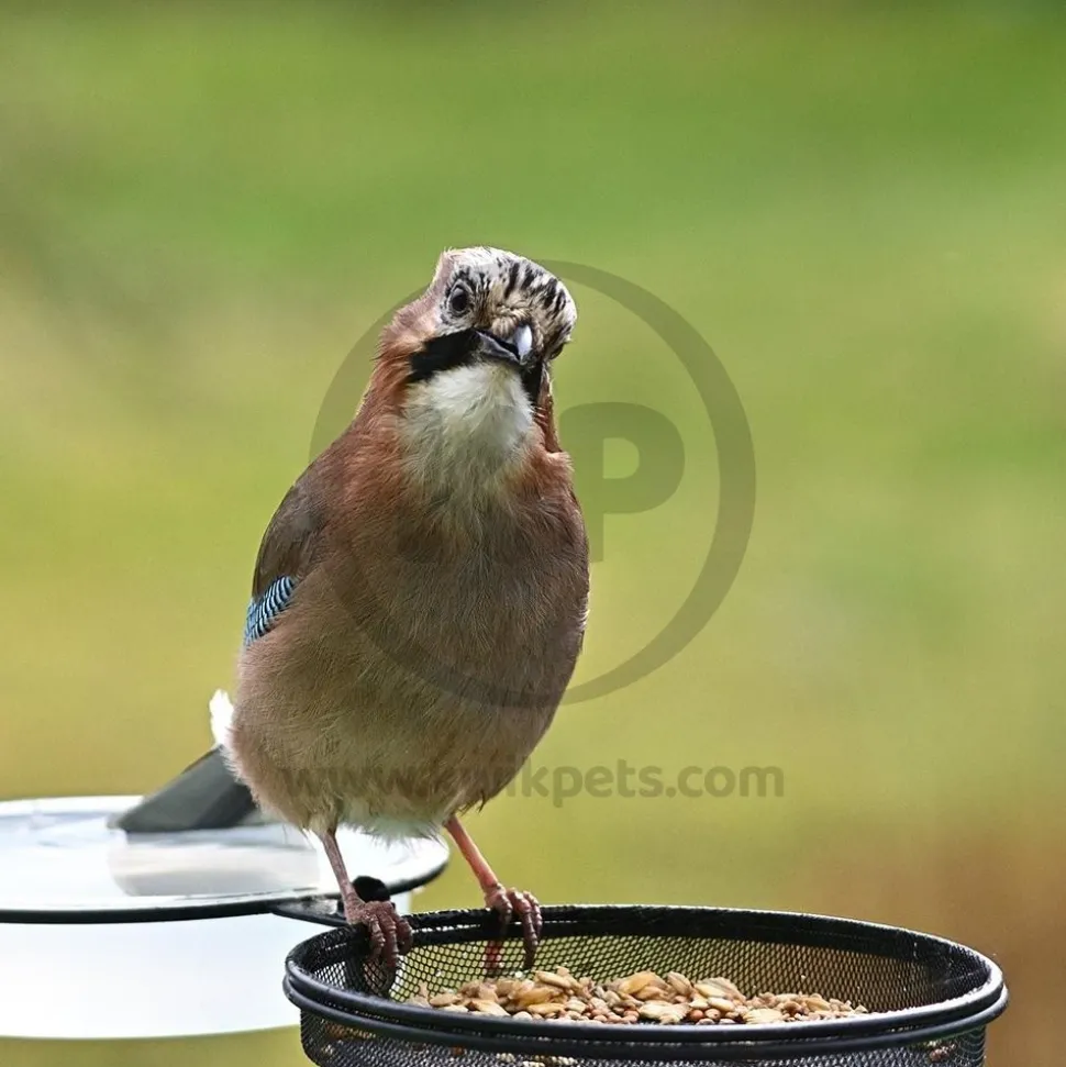 Kaytee Basic Blend Wild Bird Food 5-lb
